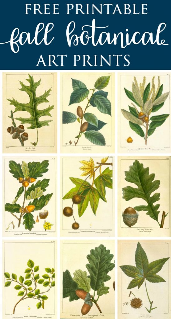 Botanical Prints Free Printable- Fall Vintage Botanical Prints