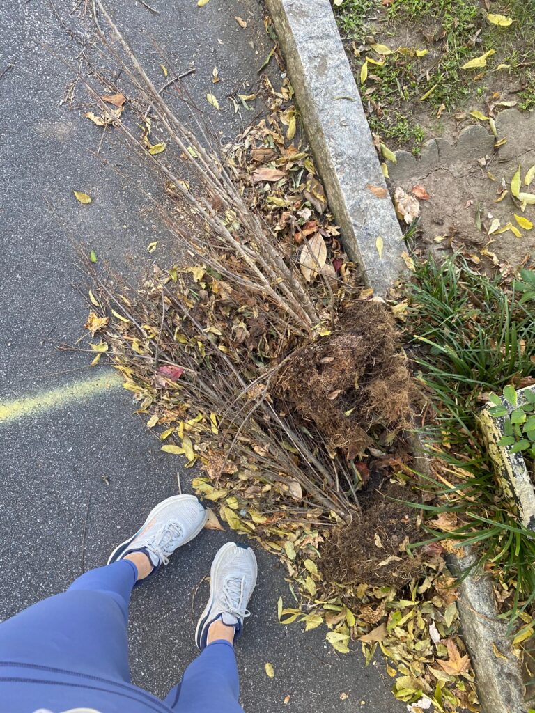 Halloween planters with branches